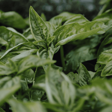 basil & grass - aromatherapy diffuser showerhead scent capsule with shower filter