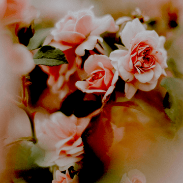 rose & patchouli- aromatherapy diffuser showerhead scent capsule with shower filter