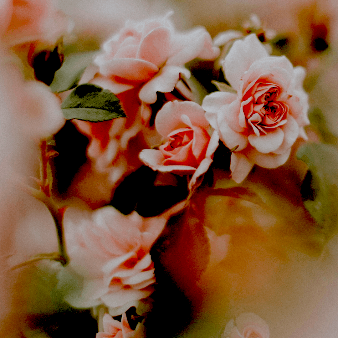 H201 SHIFT | Patchouli & Rose | Vitamin Scent Capsule